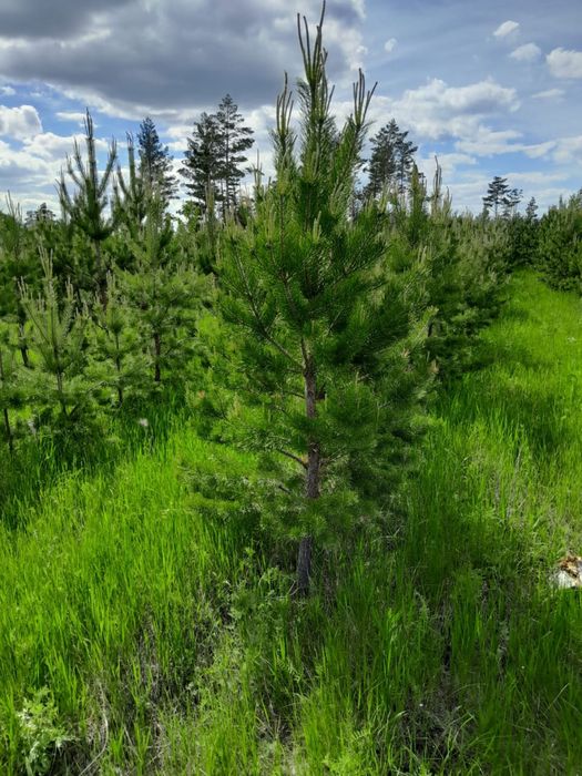 Сосна обыкновенная