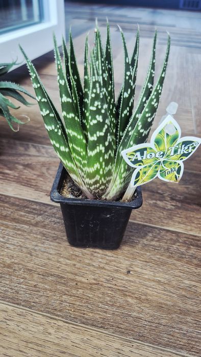 Кактусы разные и суккуленты