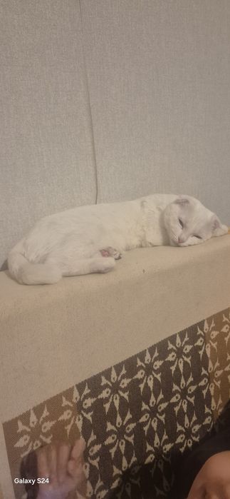 Кошка шотланка мальчик