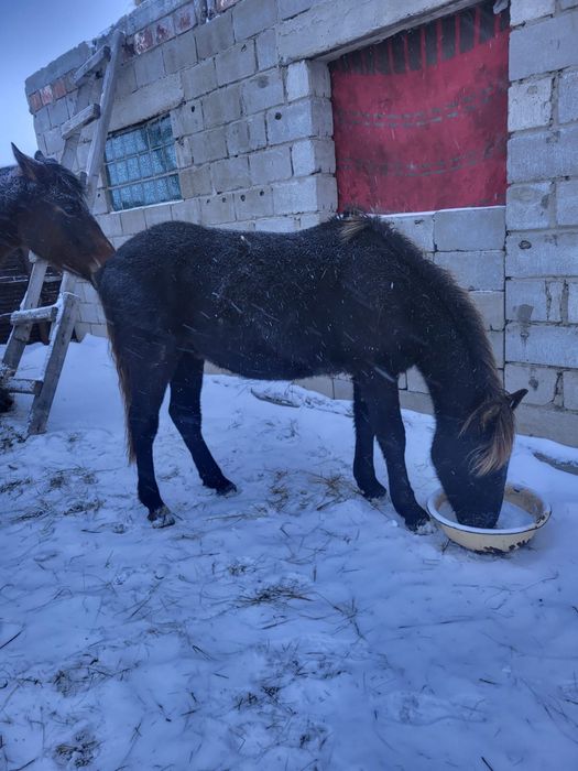 Продам Тай.