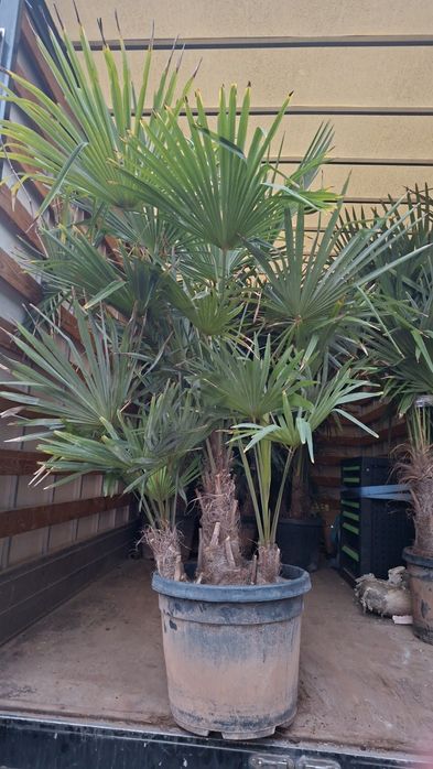 Палма Трахикарпус