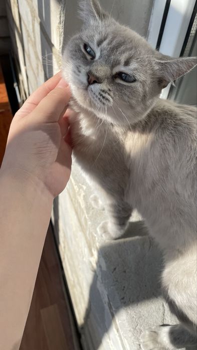 кошка в добрые руки