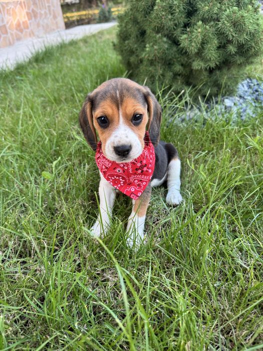 Beagle rasă pură