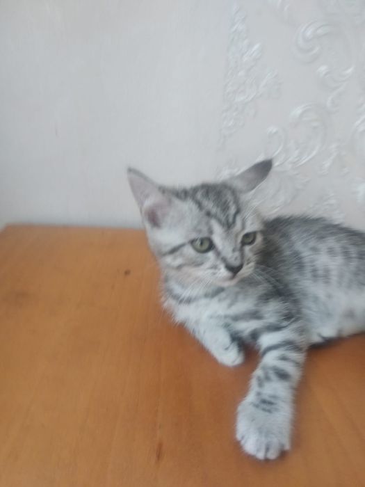 Милые котята в добрые руки.