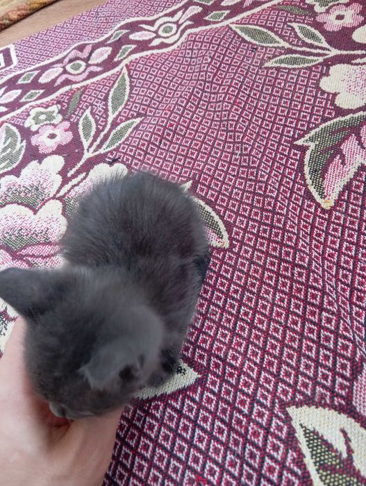 Котёнок ищет дом.