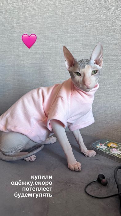Передержка кошек и собак