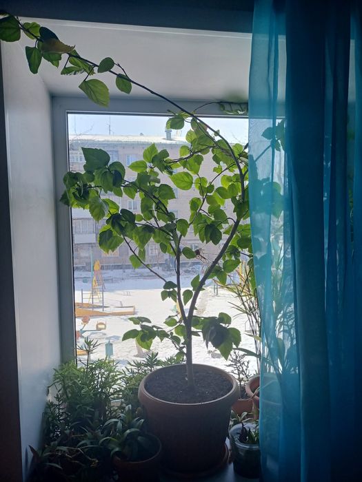 Продам взрослый гибискус
