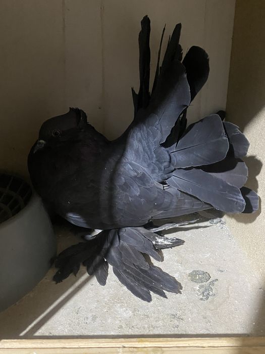 Voltati indieni diferite culori