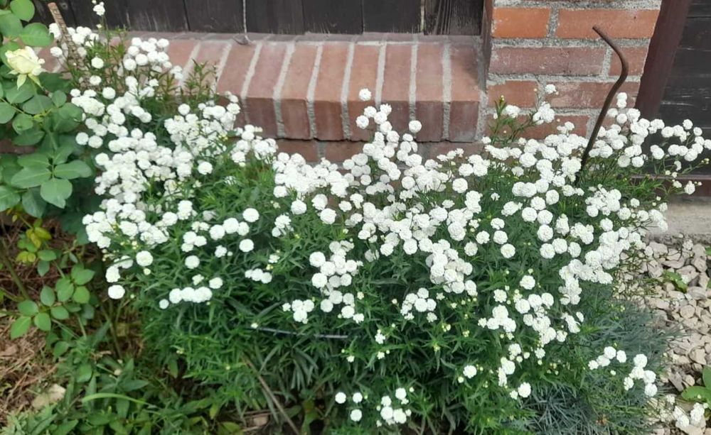 Plante decorative