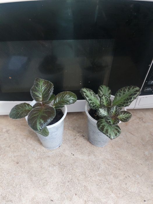 Комнатные цветы разные