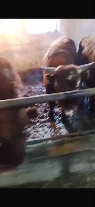 Бұқалар сатылады