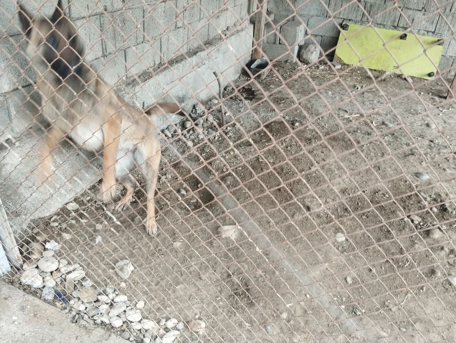 Бельгийский овчарка