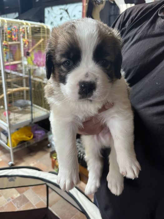 Сенбернары щенки