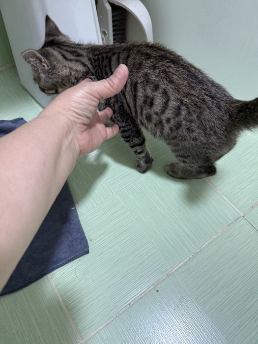 Срочно продам кота