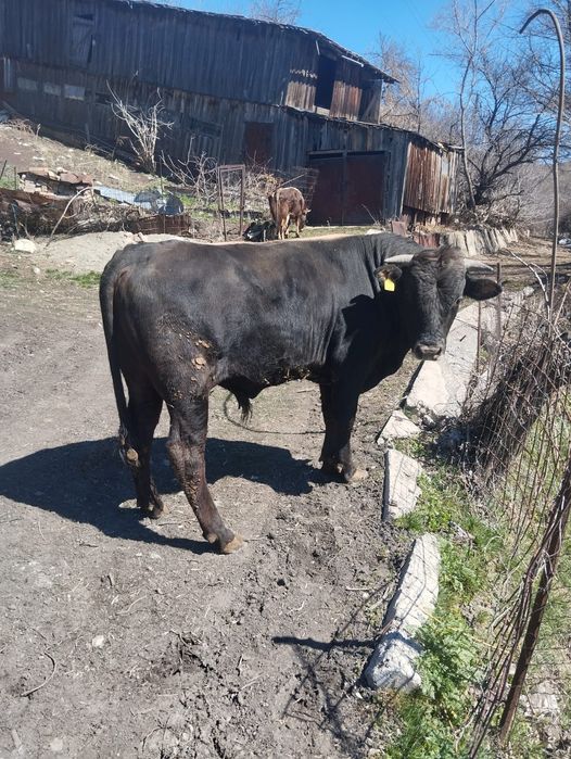 Продам быка хорошего