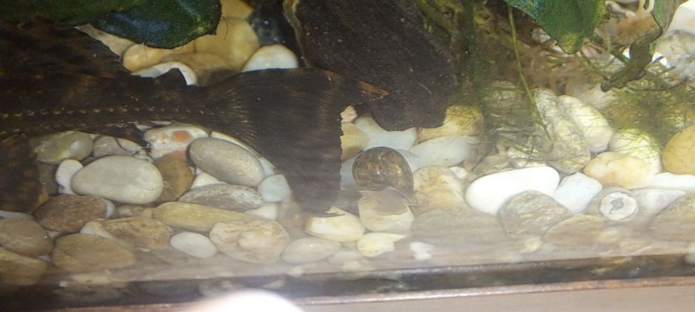 Аквариумни охлюви