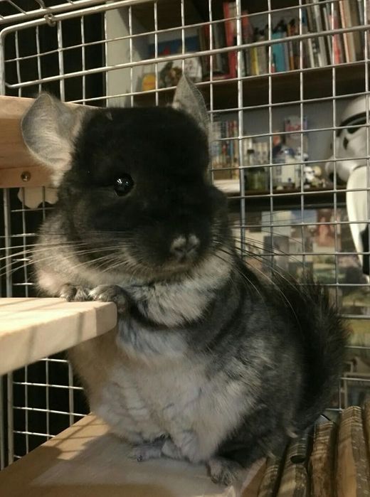 Шиншилла девочка