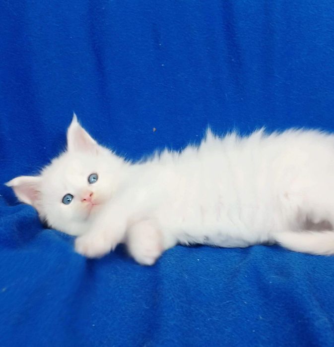 Продам котят Мейкун