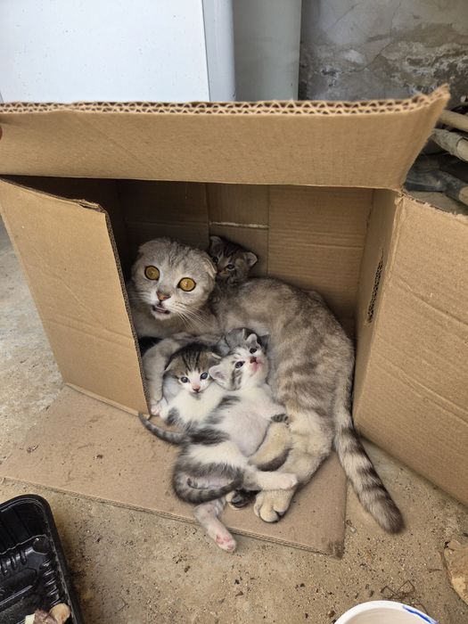 Шатлански кошкаа