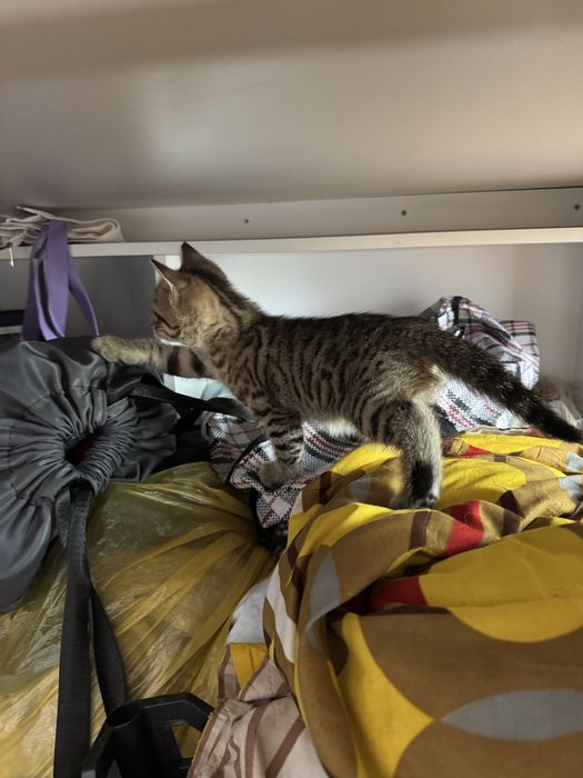 Котята породистые