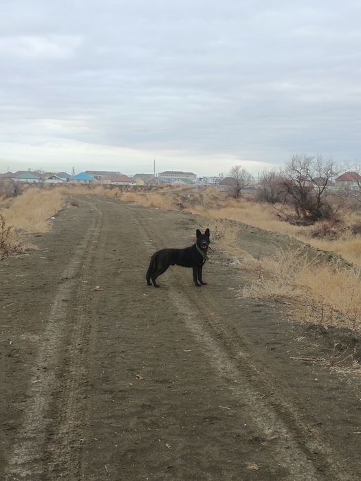 Продается вольер с ВЕО