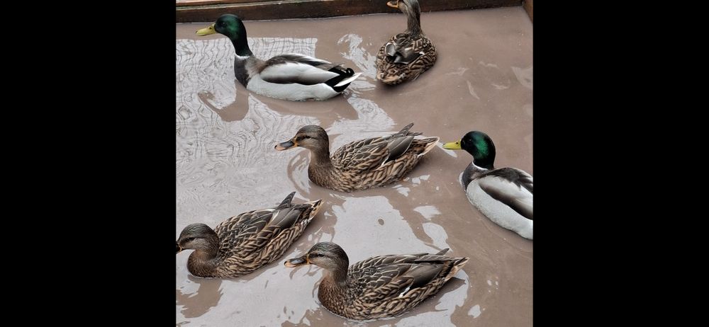 Rate salbatice 2025 inelate