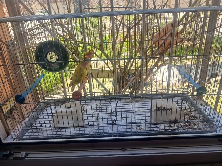 Попугаи неразлучники