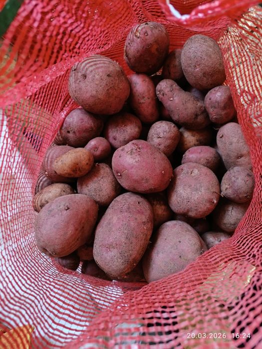 Продаю домашнюю картошку