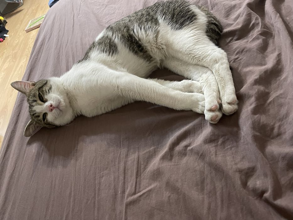 Подарите дом котику