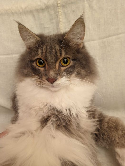 Кошка. Кот. Mushuk.