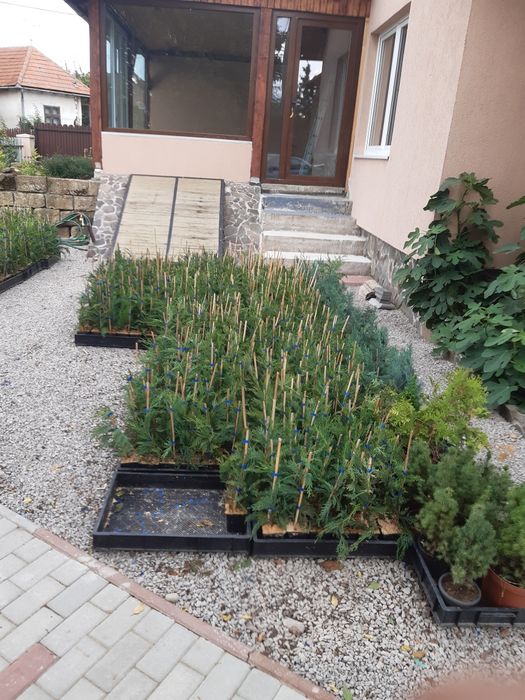 Tuia,Leylandii chiparos pana la 110 cm, calitate, nu e fir subtire