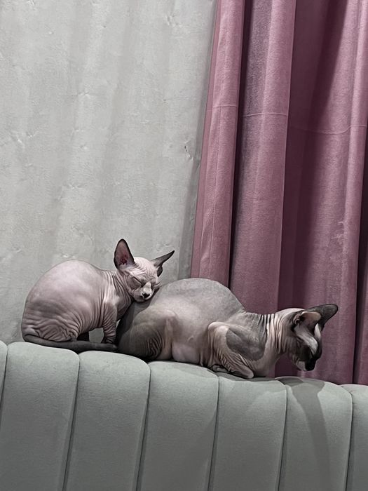 Котенок канадского сфинкса