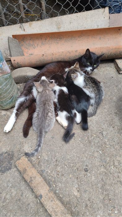 Pisicute care isi cauta o familie iubitoare