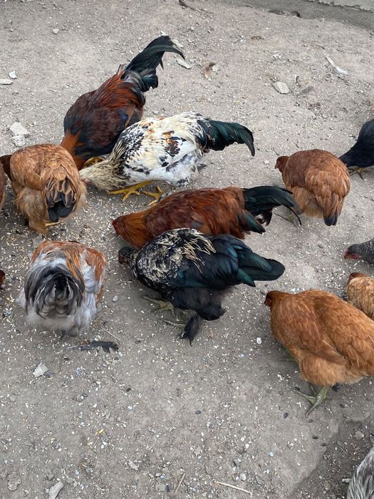 Продам домашних петухов