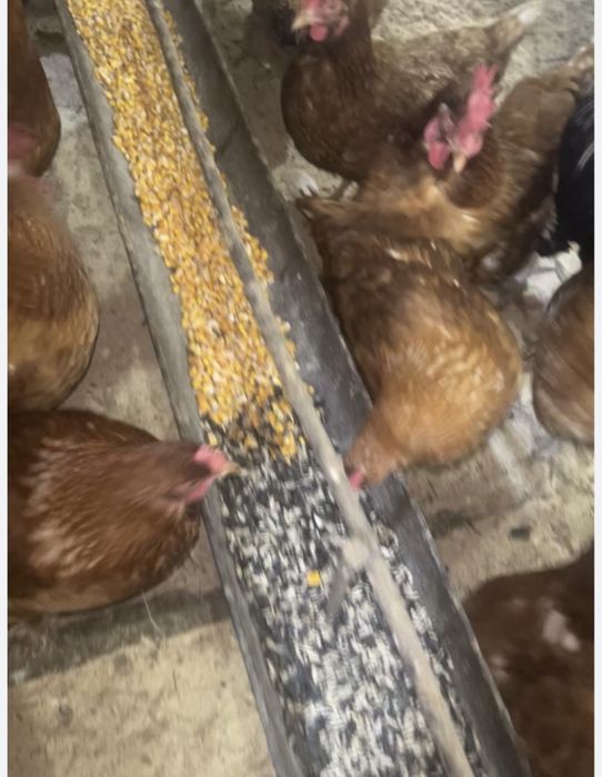 Яйцо домашнее свежее