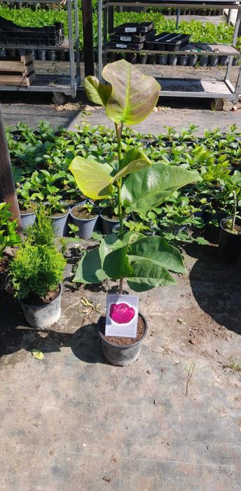 Магнолия - Magnolia НАЛИЧНИ 21 ВИДА Студоустoйчиви