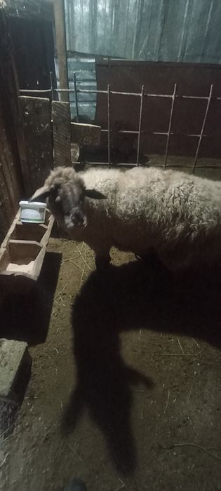 Семіз қой сатылады