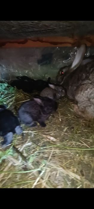 Iepuri rasa uriaș german și Transilvania