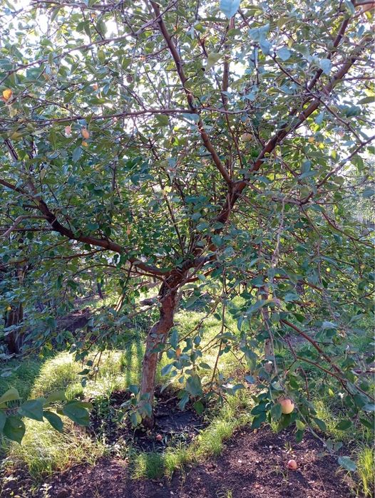 Продам дачу на Кожухово