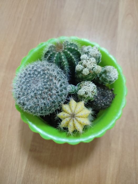 Кактусы в наличии