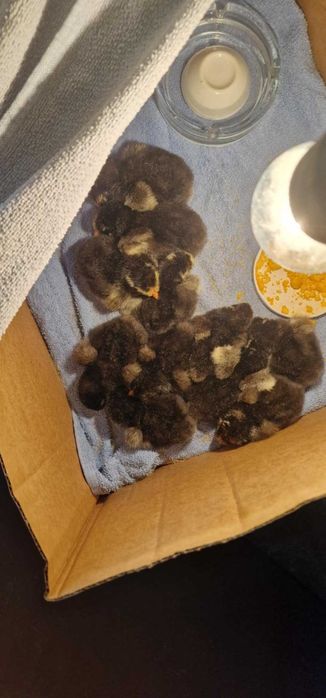 Сребърно кантиран виандот пилета