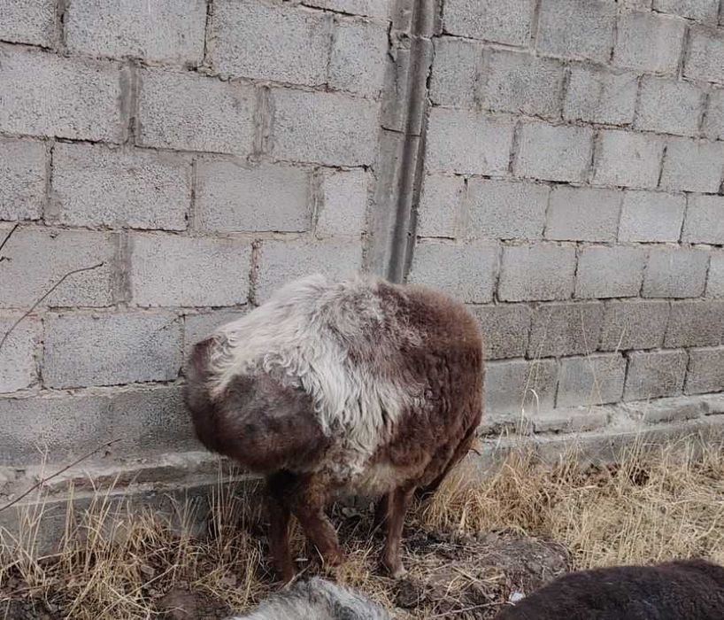 Qo'y sotiladi yeb ochish joyida