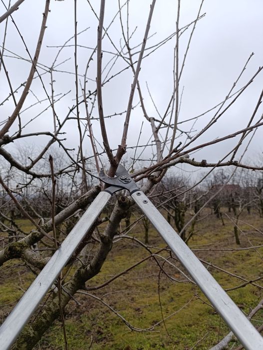 Tăieri pomi, arbuști, plante ornamentale