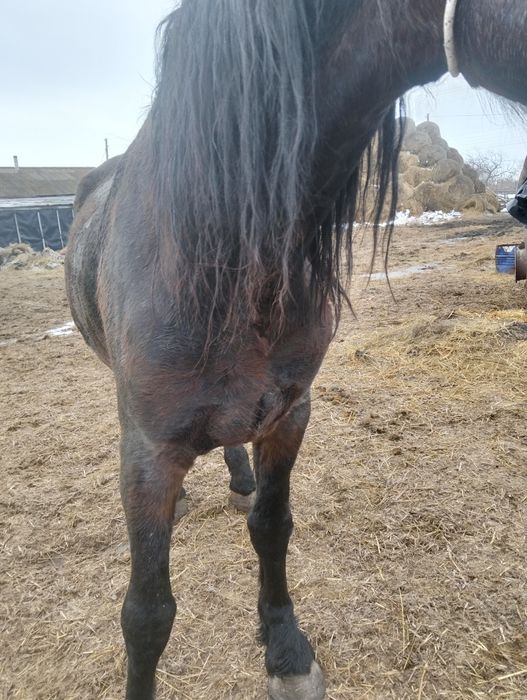 Продается жеребецов...