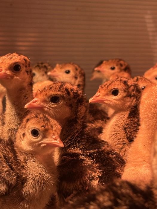 Продам индюшат бронза утяжеленная