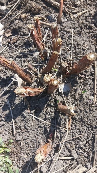 Саженцы малины «Полька»