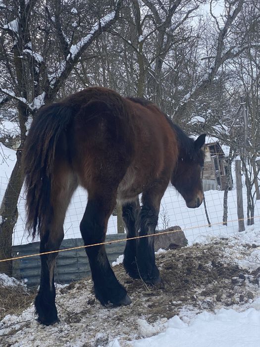 Manz armasar de 9 luni