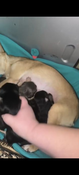 Отдам щенков помесь