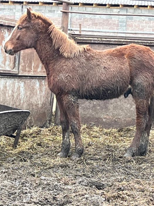 Продам жеребят!!