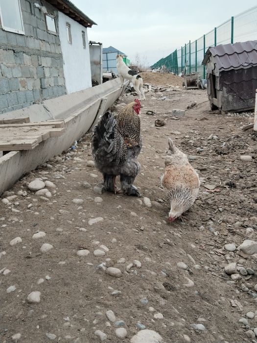 Әтеш петух продам брам